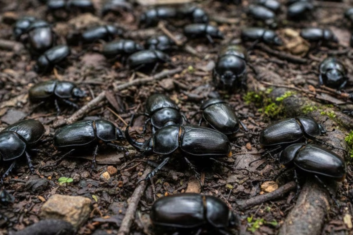 Zašto se gundelji pojavljuju leti i šta njihovo prisustvo znači – image 2
