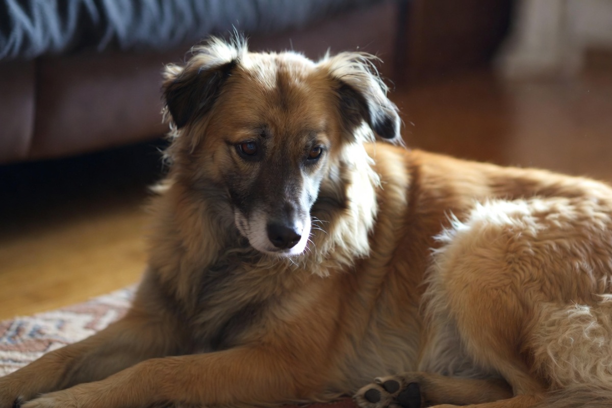 Šta oseća vaš pas kada ga ostavite samog, prema stručnjacima za ponašanje pasa – image 2