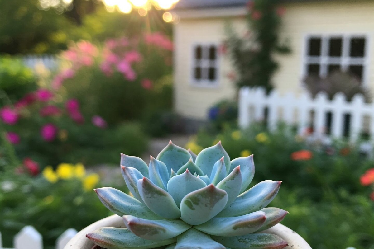 Prskanje sukulenata alkoholom: čemu služi i kada je najbolje to raditi – image 2