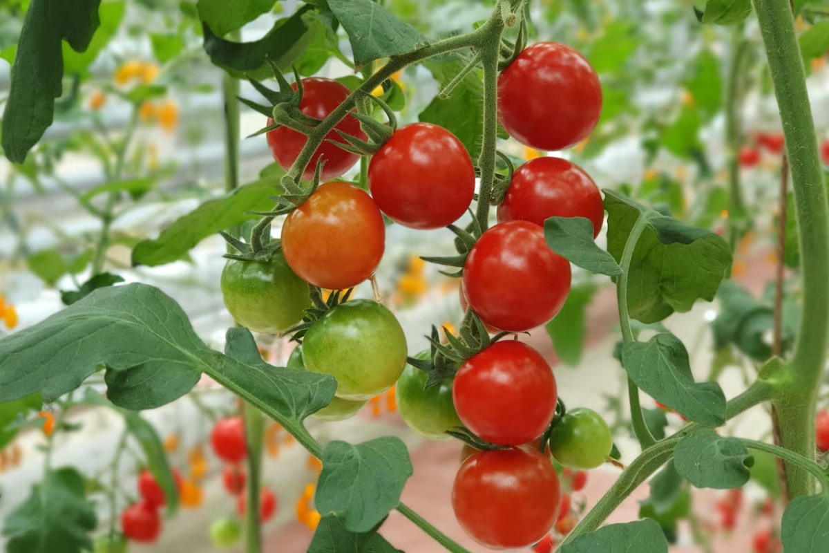 Baštovan Hajme Gumel: „Da bi vam u bašti izraslo na hiljade paradajza, moraju dobiti 6 sati direktnog sunca“ – image 2