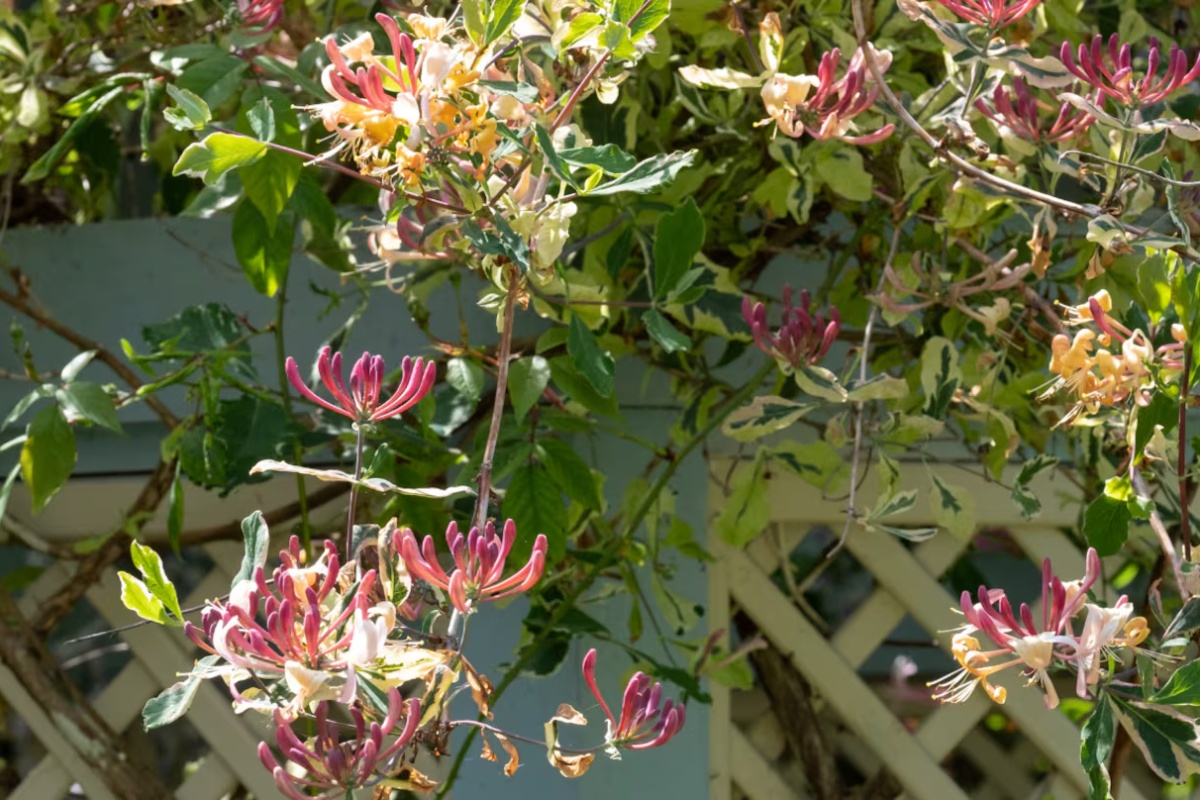 Puzavica koja privlači kolibrije i ispunjava baštu mirisom: Zašto je jedna od najomiljenijih – image 2