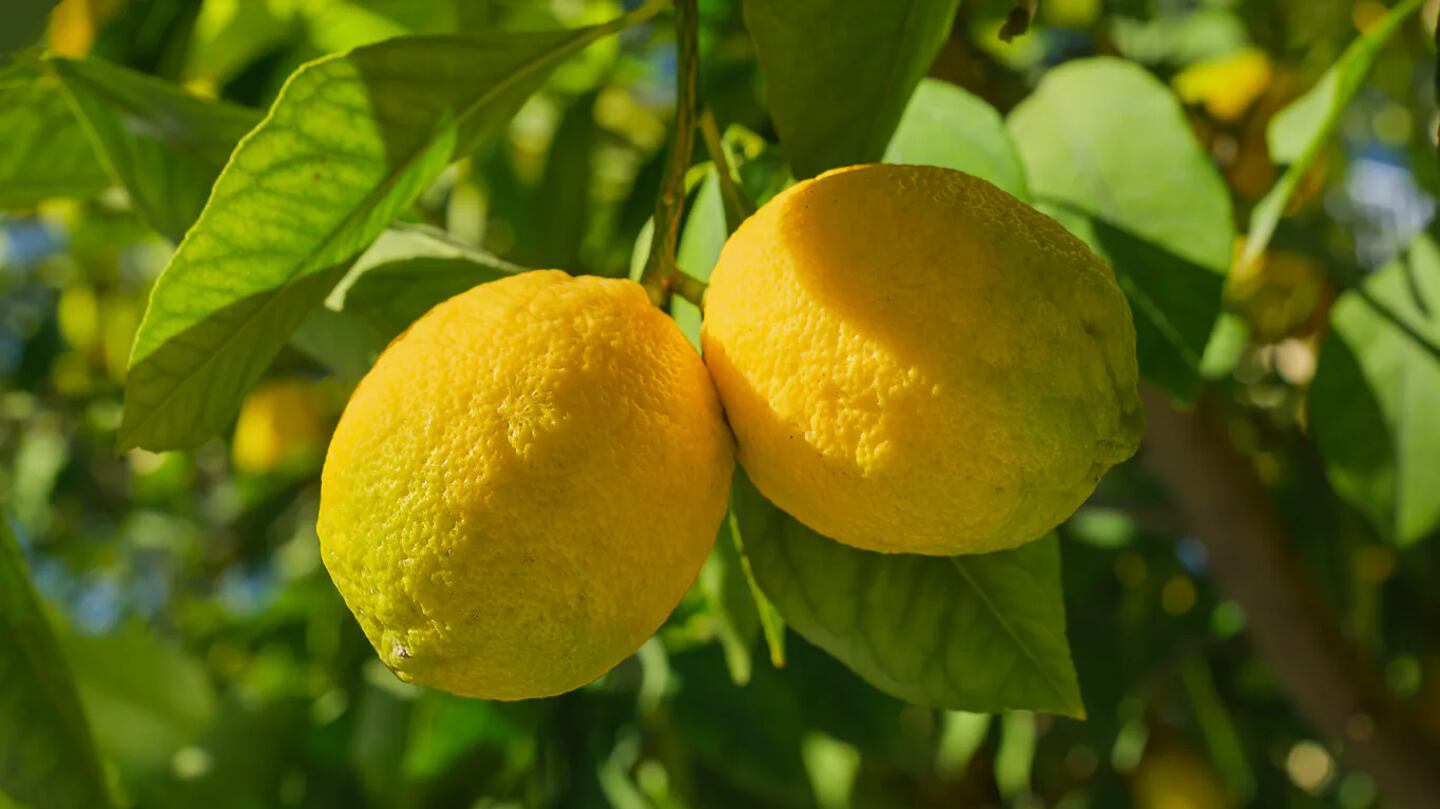 Sadnja lavande ispod limuna: čemu služi ovaj trik koji preporučuju baštovani – image 2