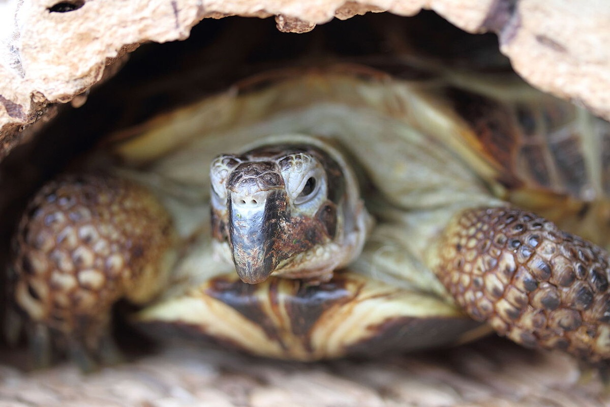 Sovjetski Savez je 1968. godine lansirao dve kornjače u svemir. Neverovatno je da su se obe vratile da ispričaju priču – image 2