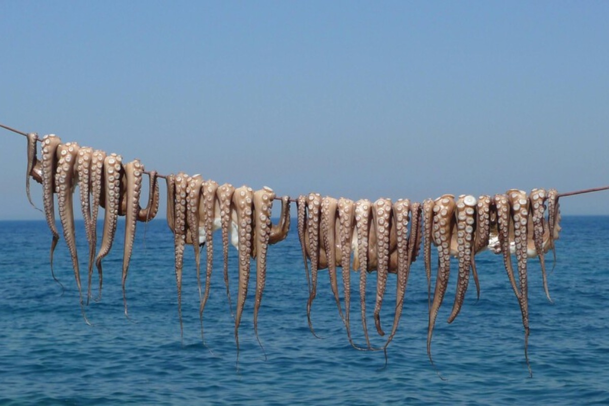 Istraživači otkrili poreklo najezde hobotnica koja je podigla na noge engleske ribare – image 2