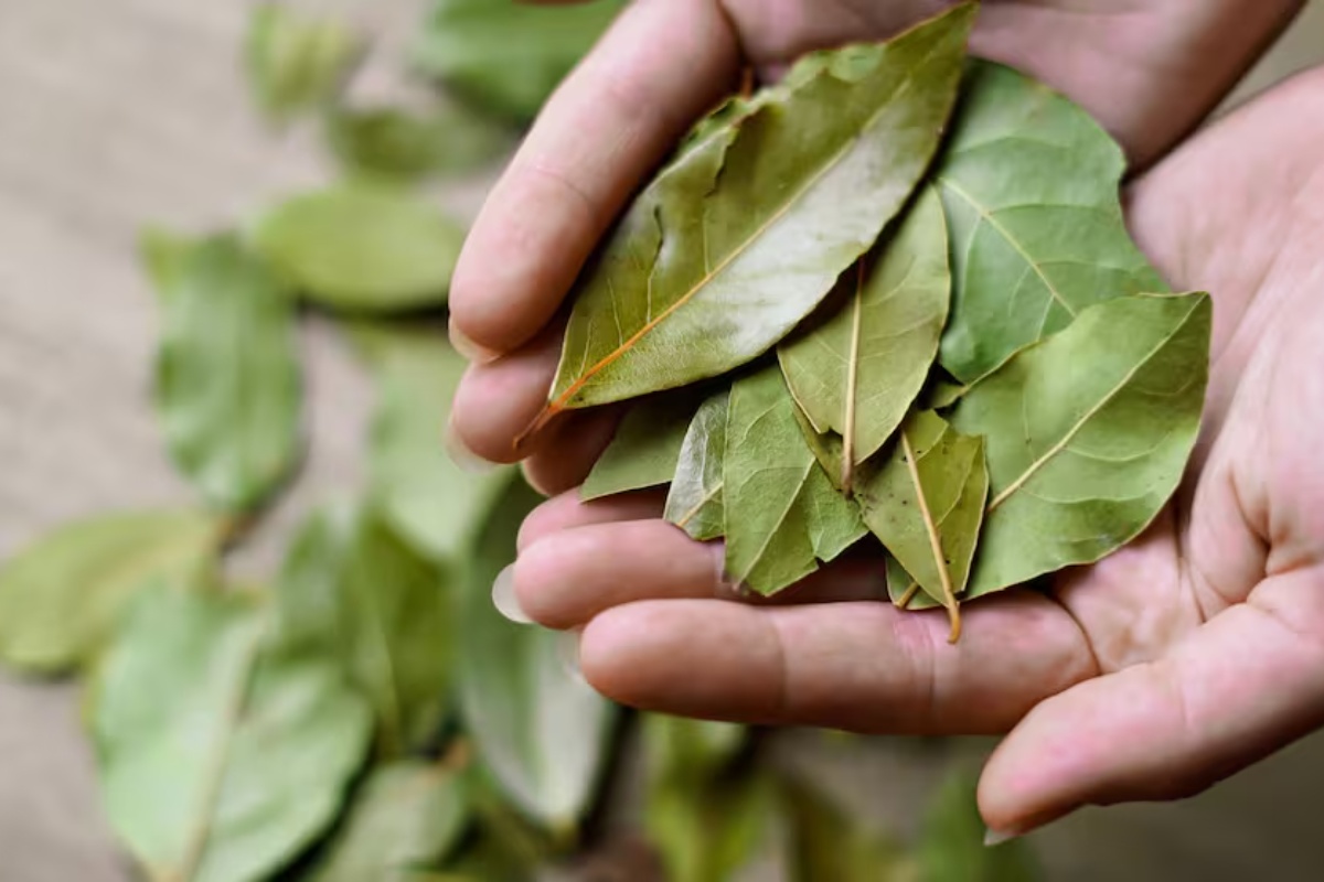 Mešanje lovorovog lista sa sodom bikarbonom: čemu služi i zašto je trend – image 2