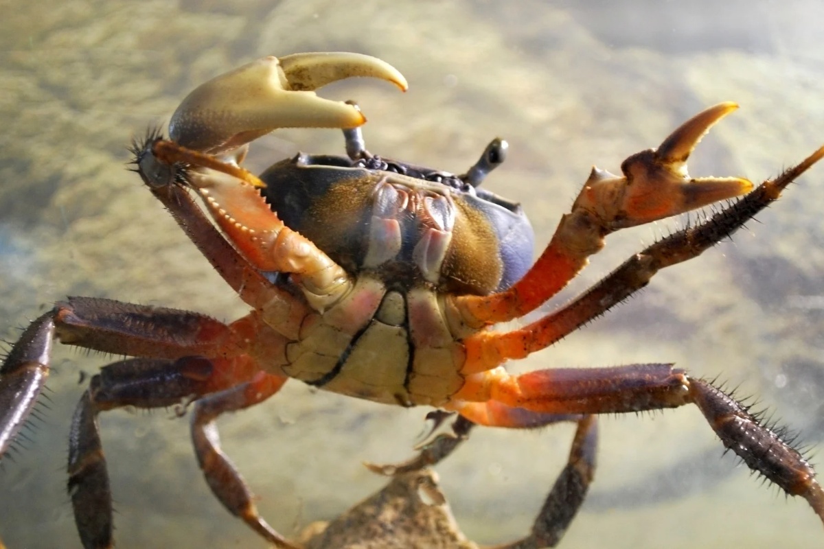Izgleda kao obična kozica, ali je invazivna vrsta koja već pogađa ekosistem reke Ebro – image 2
