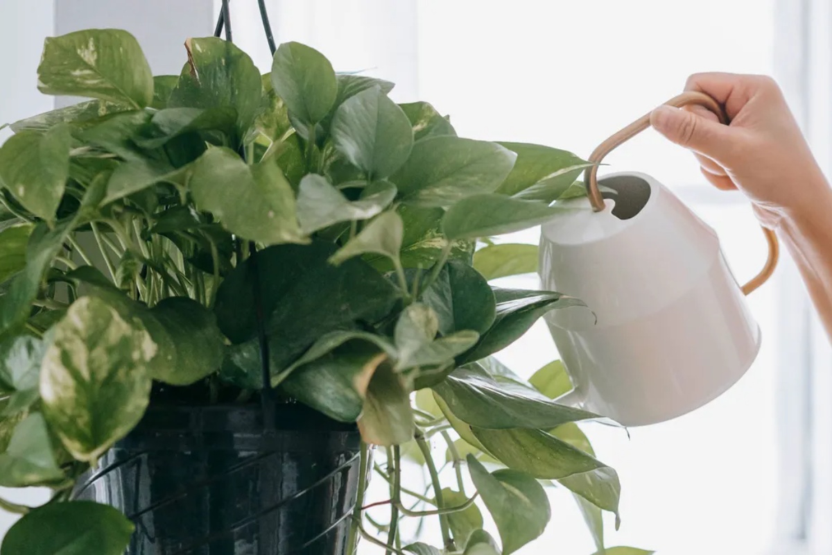 Korak po korak: kako razmnožiti potos kod kuće pomoću tegle – image 2