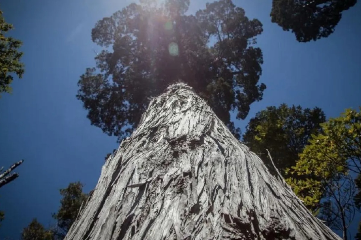 Drugo najstarije drvo na svetu nalazi se u Argentini: visoko je 50 metara i ima 2.630 godina – image 2