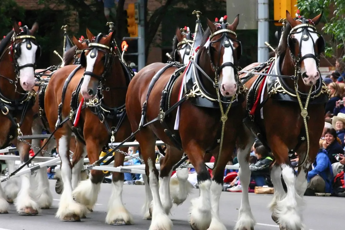 Najveća rasa konja na svetu: duplo veća od običnog konja – image 2