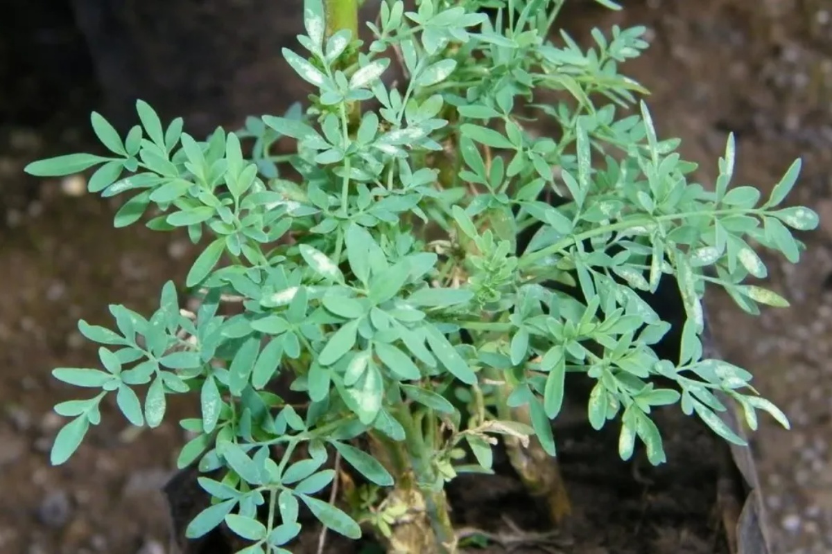 Kako koristiti rutu za čišćenje loše energije iz doma – image 2