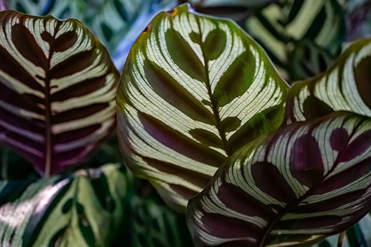 Elegantna tropska biljka laka za održavanje koja zatvara listove noću, a otvara ih u zoru – image 2