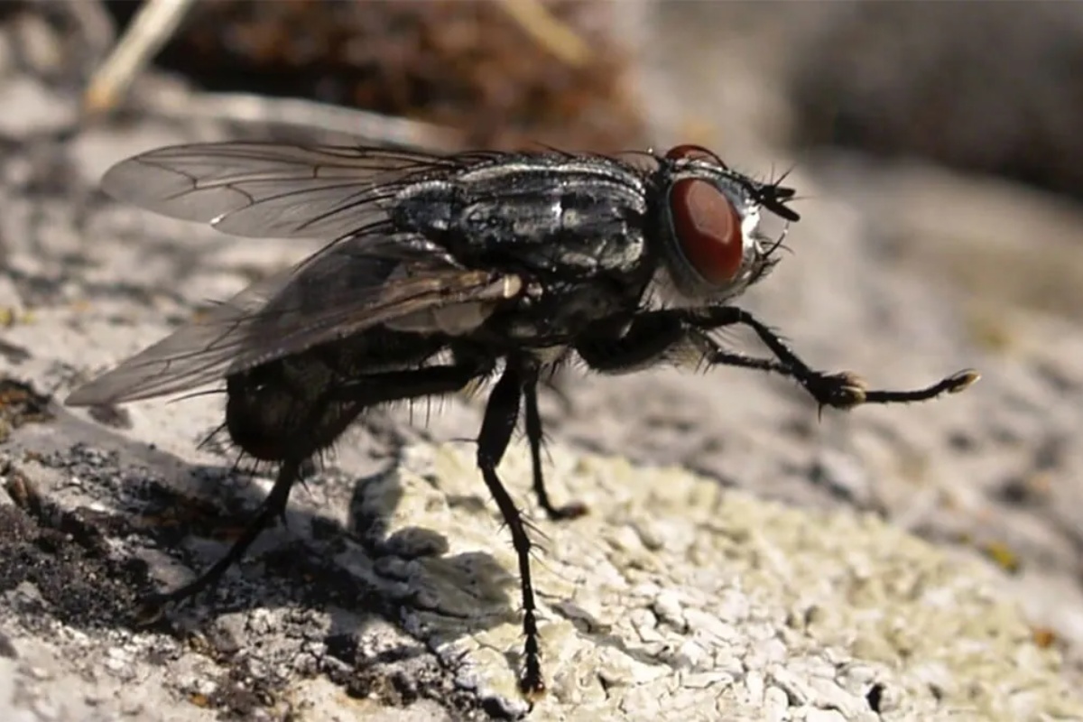 Kako eliminisati muve iz kuće koristeći prezrelu bananu: efikasna domaća zamka – image 2