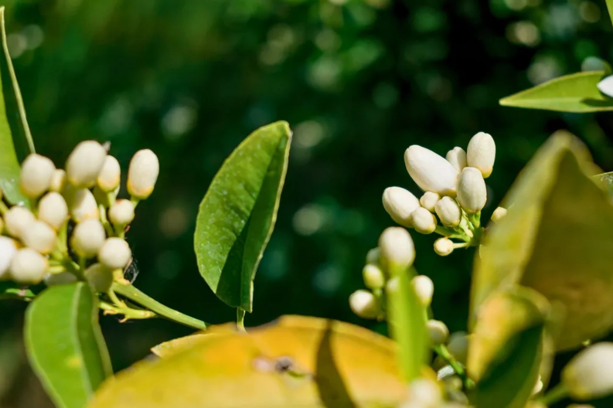 Drvo narandže: rast ovog cveta ukazuje na to da će vaše drvo dati plod, šta to znači i zašto je dobro – image 2