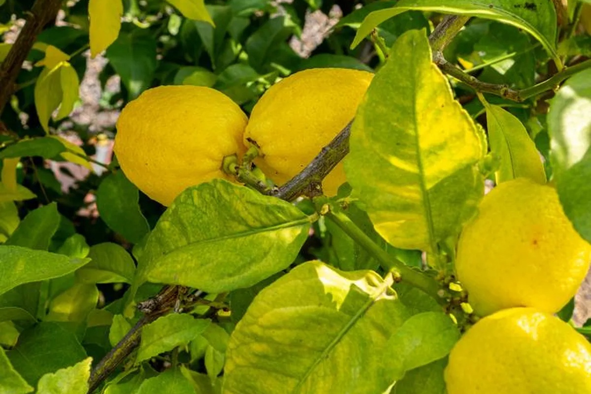 Kako oživeti suvi limun pomoću kora od banane: efikasno domaće đubrivo – image 2