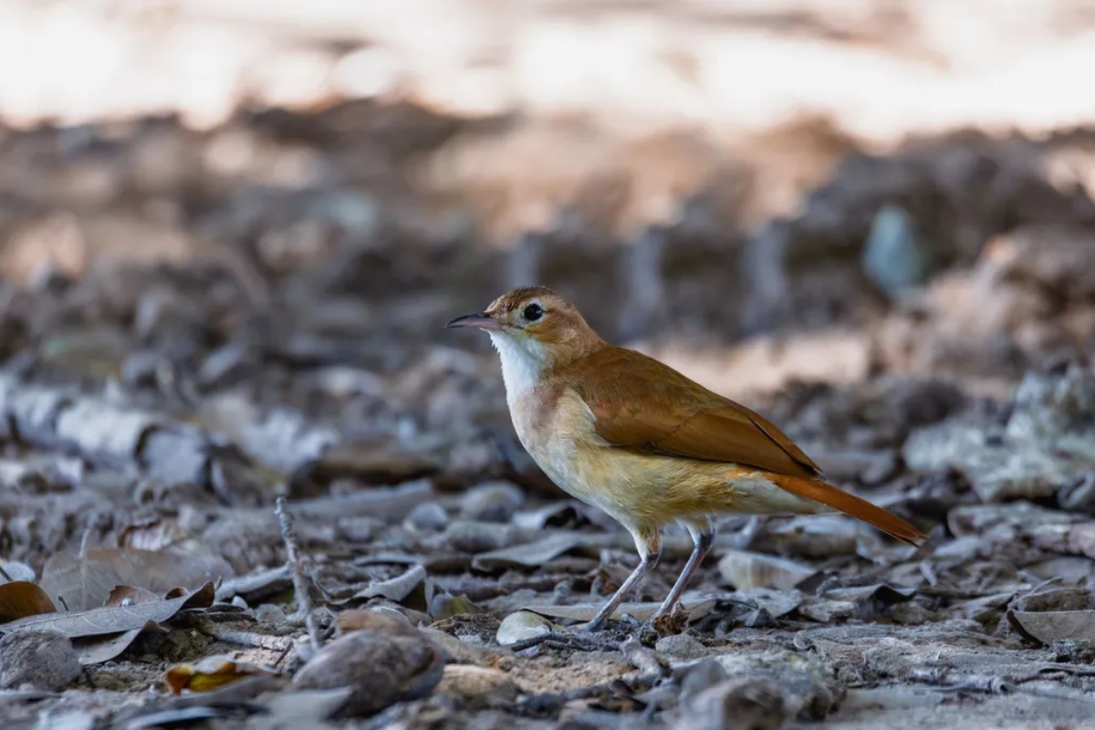 Ako vidite pticu hornero kako obilazi vašu kuću, otkrivamo vam šta to znači i zašto je to dobar znak – image 2