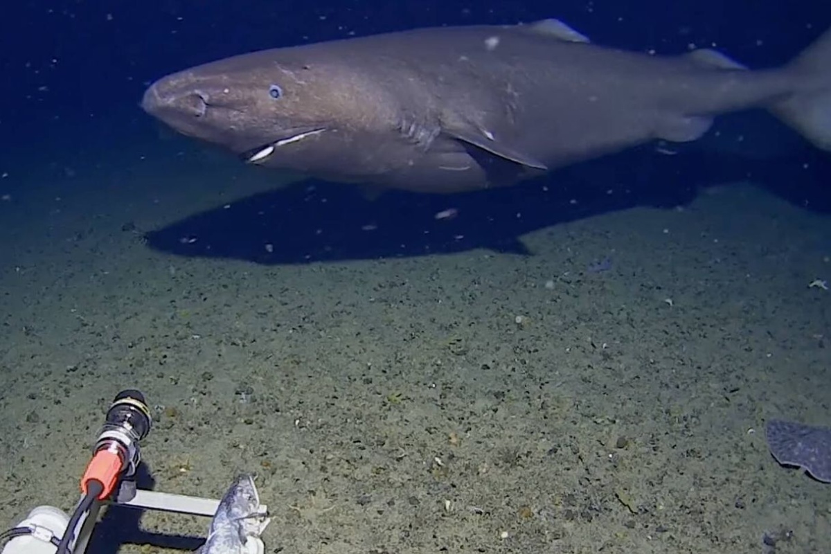 Snimili su dubine Antarktika i pronašli predatora koji ne bi trebalo da bude tamo – image 2