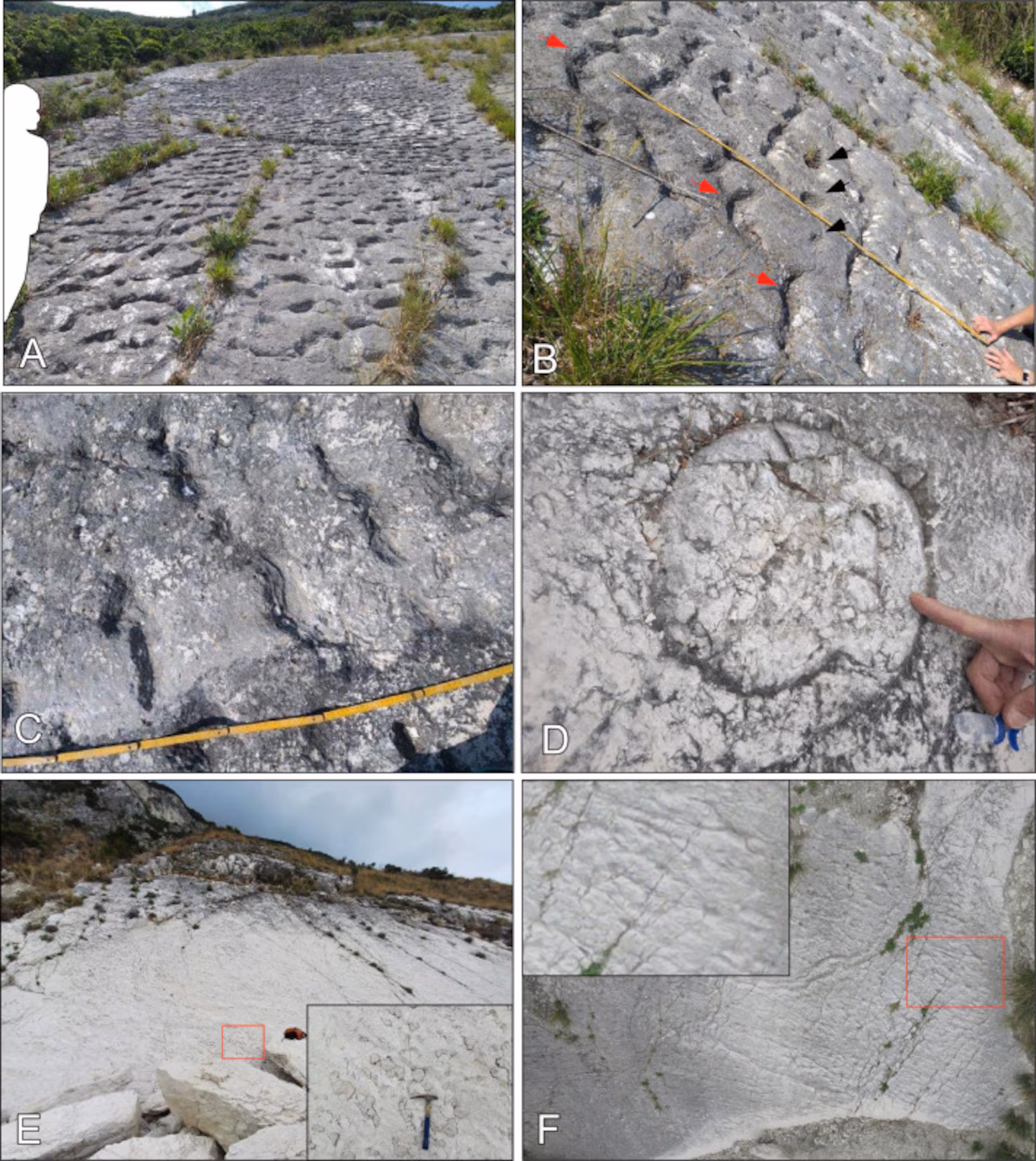 Slučajno otkriveni dokazi o stampedu morskih kornjača pre više miliona godina – image 2