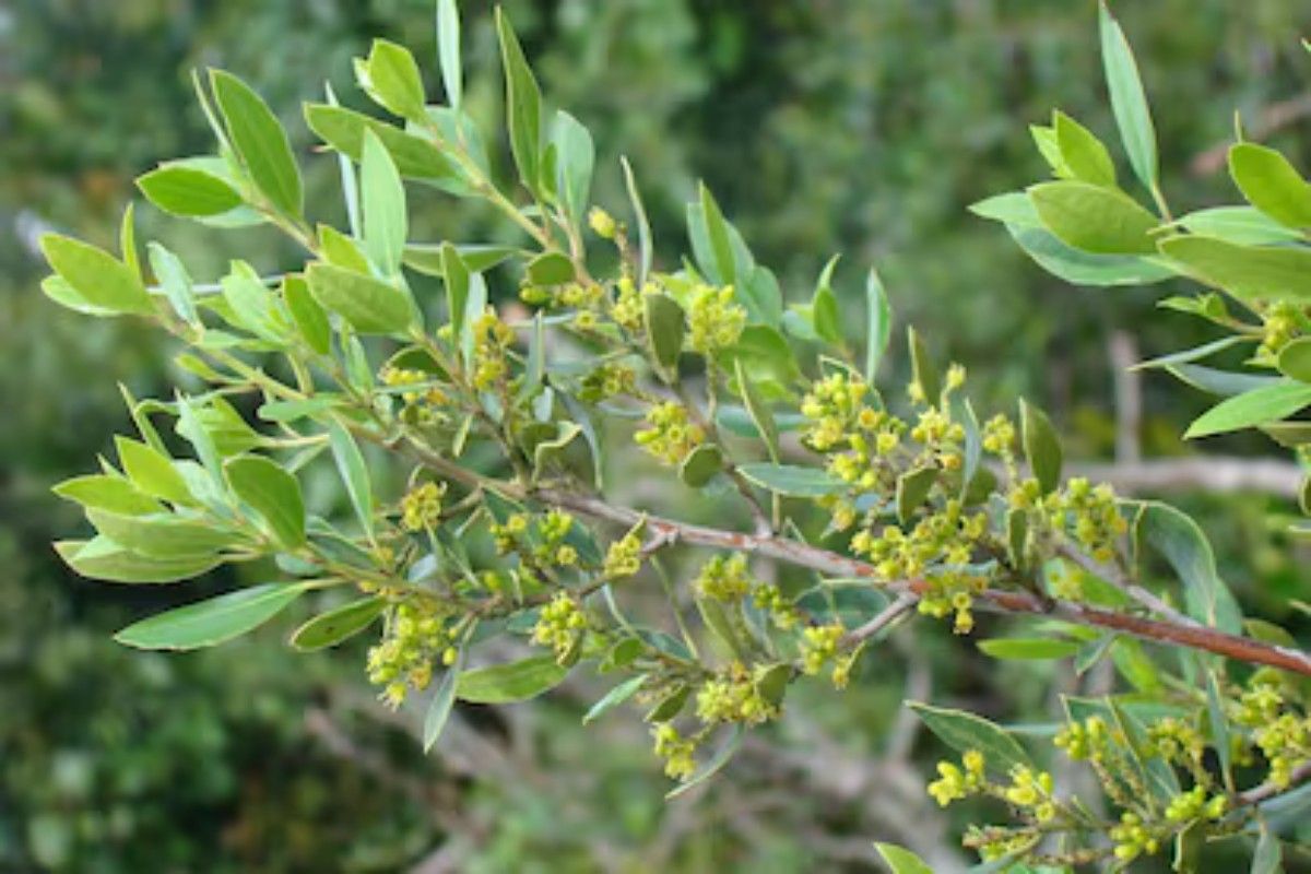 Zima je takođe vreme za miris cveća – image 2