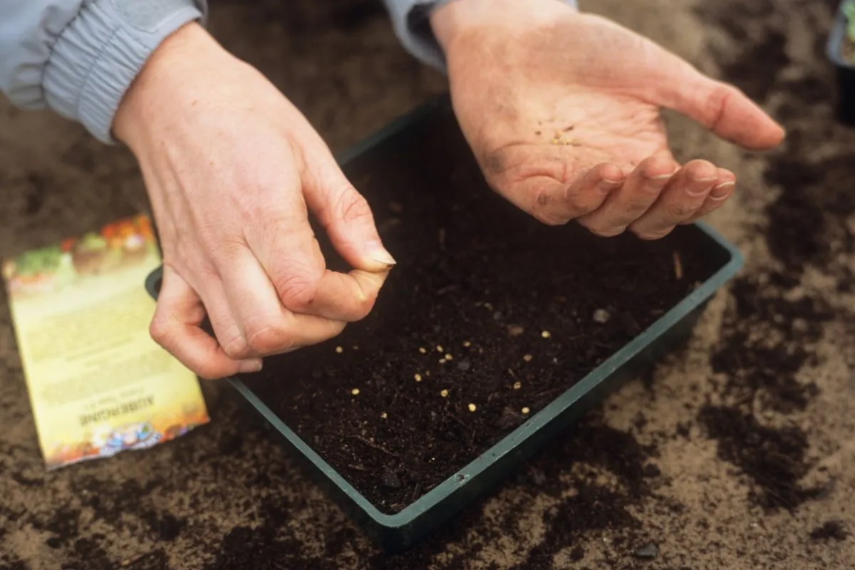 Šta sada sejati u zatvorenom prostoru za najbolje letnje cveće i useve – image 2