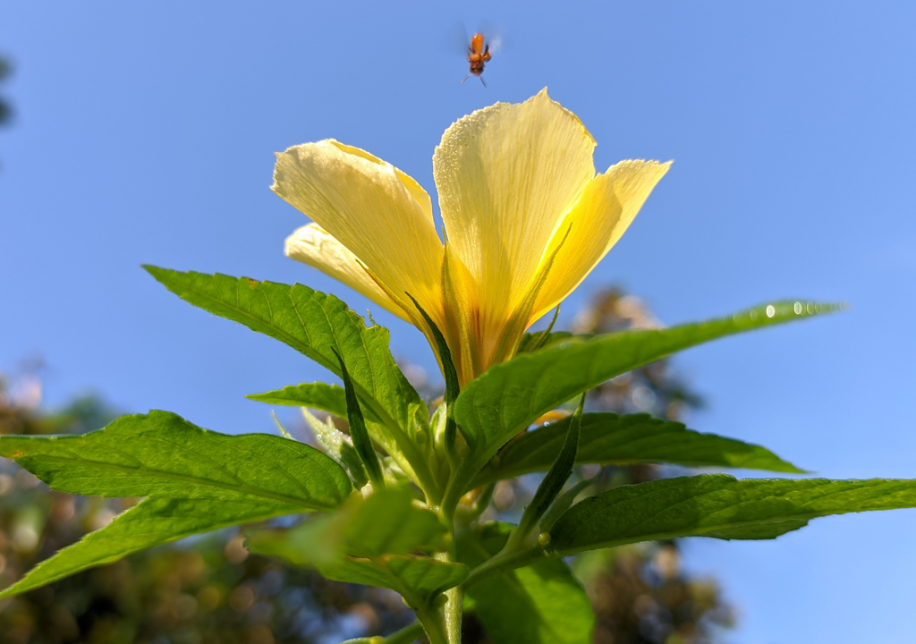 Uzgajanje damijane je lako: aromatična biljka za prirodne čajeve koju možete imati na svojoj terasi – image 2