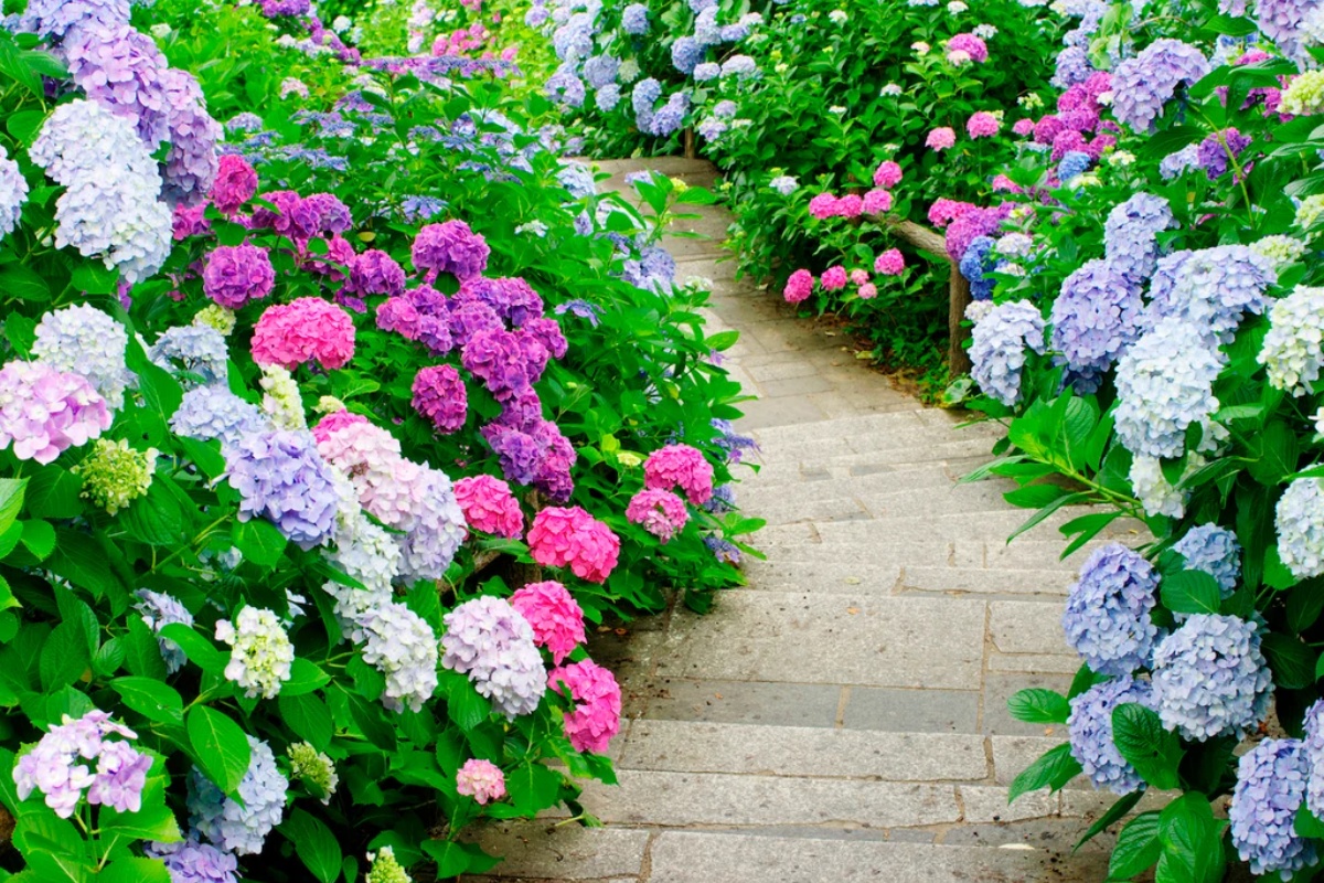 Razmnožite reznice hortenzije ovim jednostavnim trikom koristeći krompir. Lakše je nego što zamišljate! – image 2