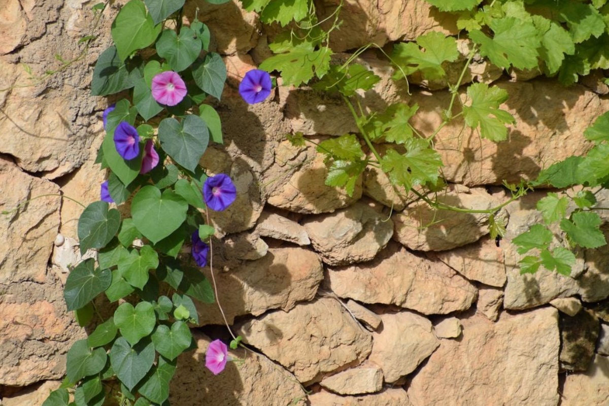 6 biljaka koje mirišu noću i koje će pretvoriti vaš dom u spektakl ovog proleća – image 2