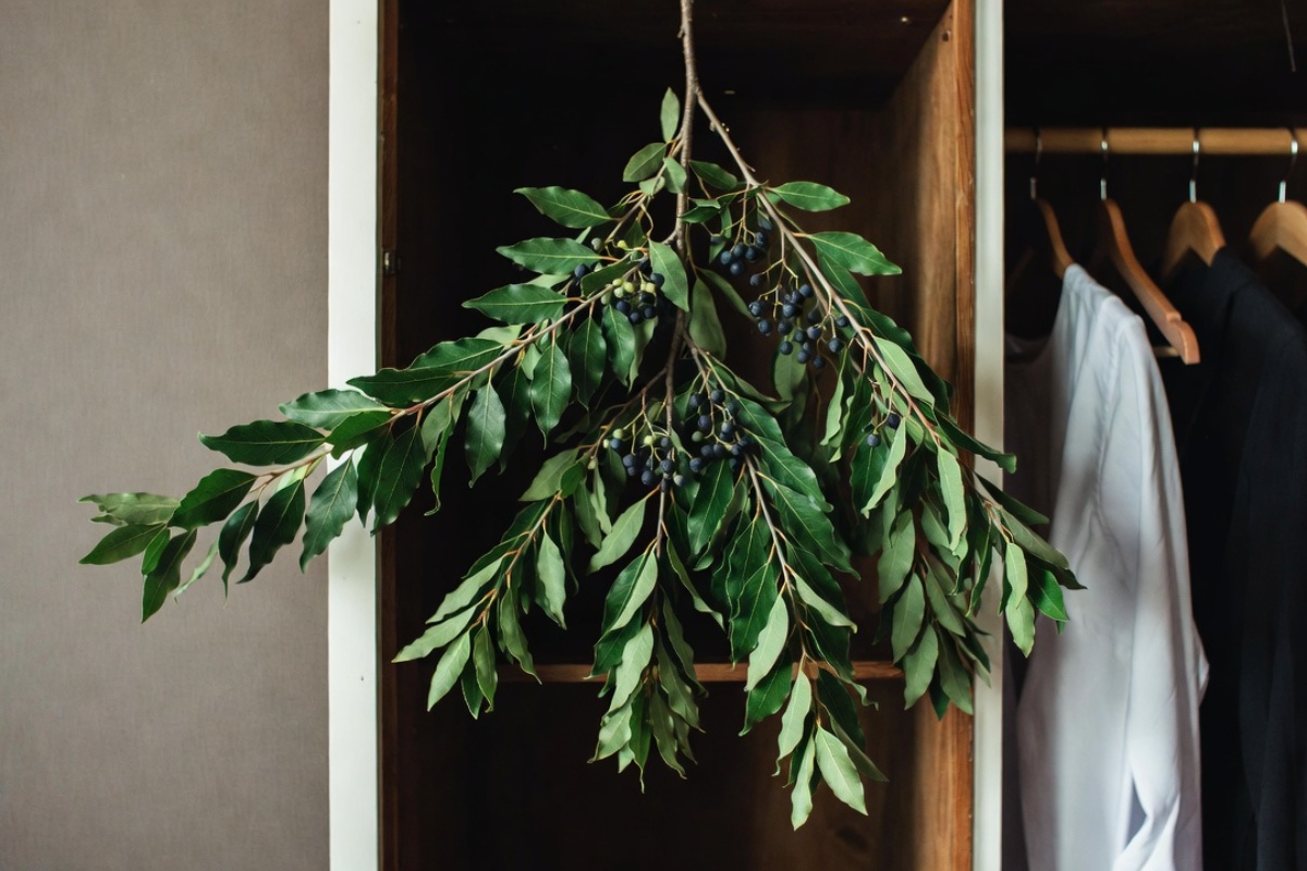 Okačite grančicu lovora u ormar: čemu služi i zašto to stručnjaci preporučuju – image 2