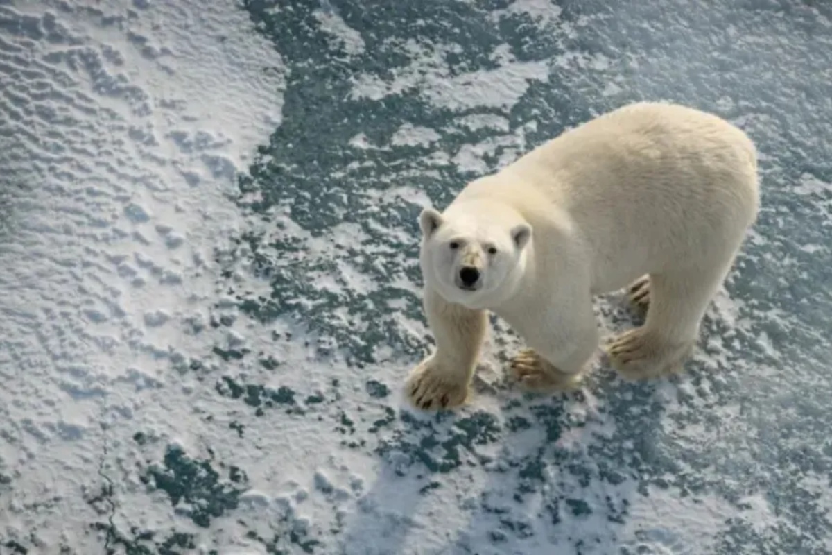 Euforija među naučnicima: Polarni medvedi se goje uprkos tome što se Arktik topi i niko to ne razume – image 2