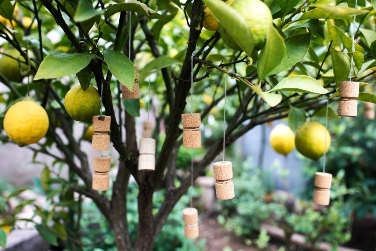 Zašto baštovani kače plutane čepove na grane limuna – image 2