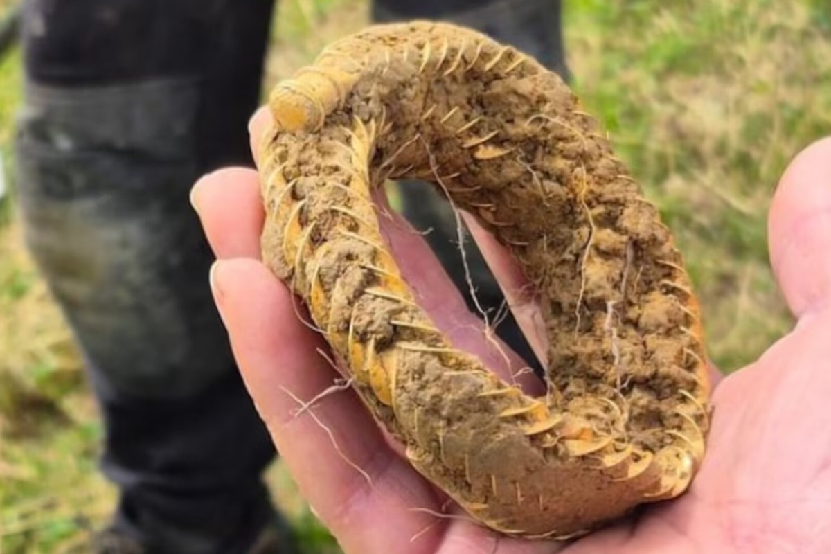 U svom vrtu pronašao praistorijsku zlatnu ogrlicu koja bi mogla da dostigne vrednost od 175.000 € – image 2