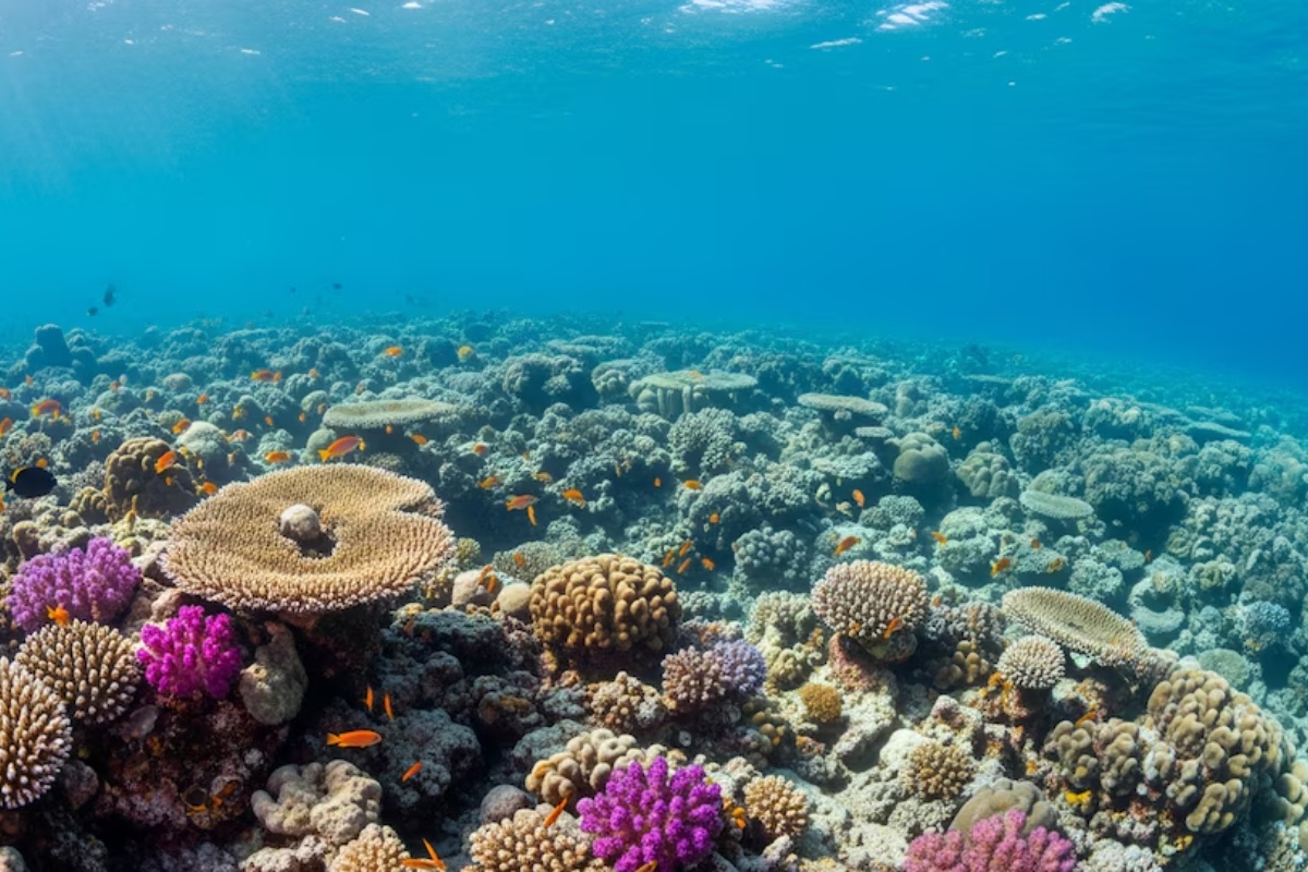 Ključna uloga okeanskih frontova u borbi protiv klimatskih promena: apsorbuju 72% morskog ugljen-dioksida, tvrdi studija – image 3
