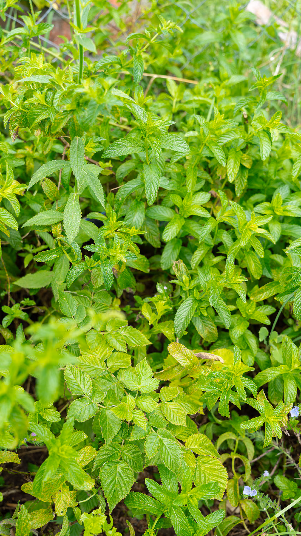 Kako aromatične biljke mogu promeniti vašu svakodnevicu kod kuće – image 3