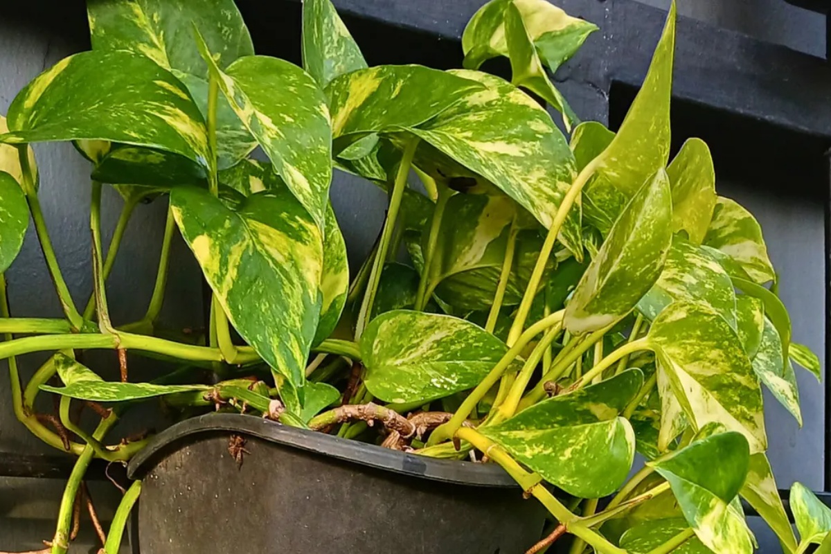 Kako proklijati puzavicu potos i stvoriti nove izdanke koristeći kuhinjski sunđer – image 3