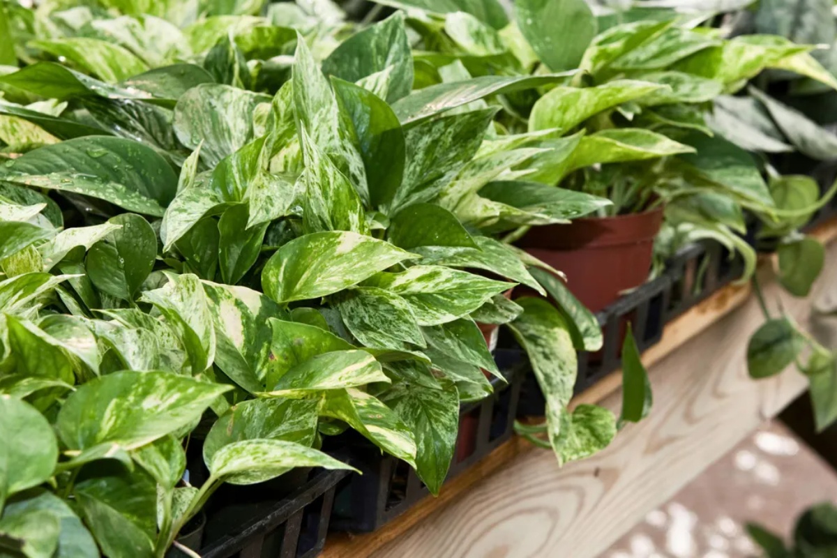 Šta se dešava sa mojim potosom? Objašnjavam zašto vaša biljka ima crne listove – image 3