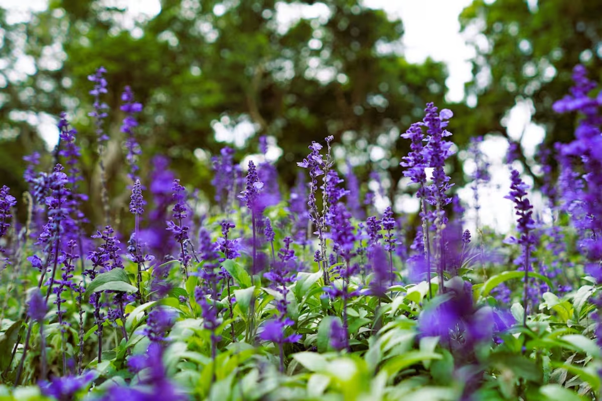 Puzavica koja blista cele godine i ispunjava vašu baštu bojama: trendi biljka koja privlači leptire – image 3