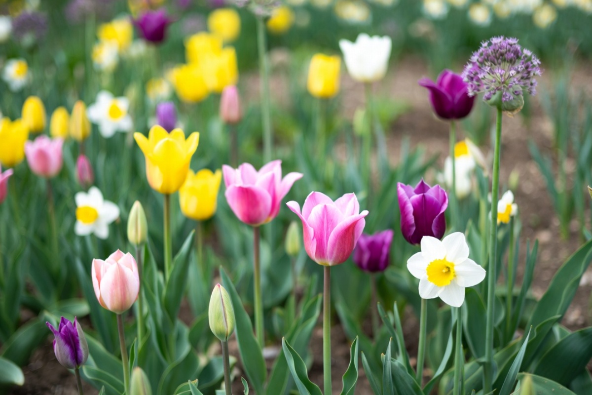 Ne čekajte proleće: 8 lukovica koje cvetaju leti koje treba posaditi sada – image 3