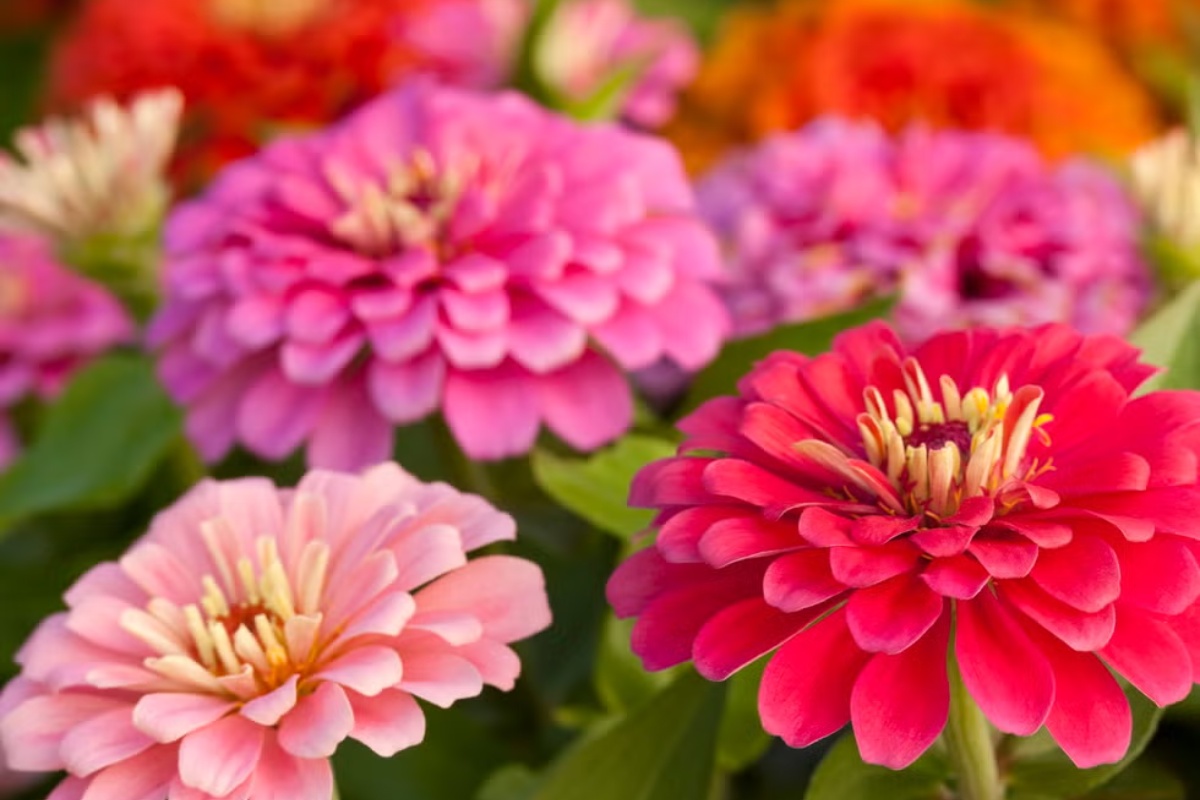 7 semena za početak u zatvorenom prostoru u februaru za prednost u proleće – image 3