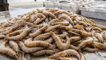 Izgleda kao obična kozica, ali je invazivna vrsta koja već pogađa ekosistem reke Ebro – image 3