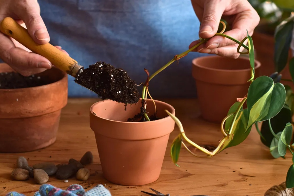 Korak po korak: kako razmnožiti potos kod kuće pomoću tegle – image 3