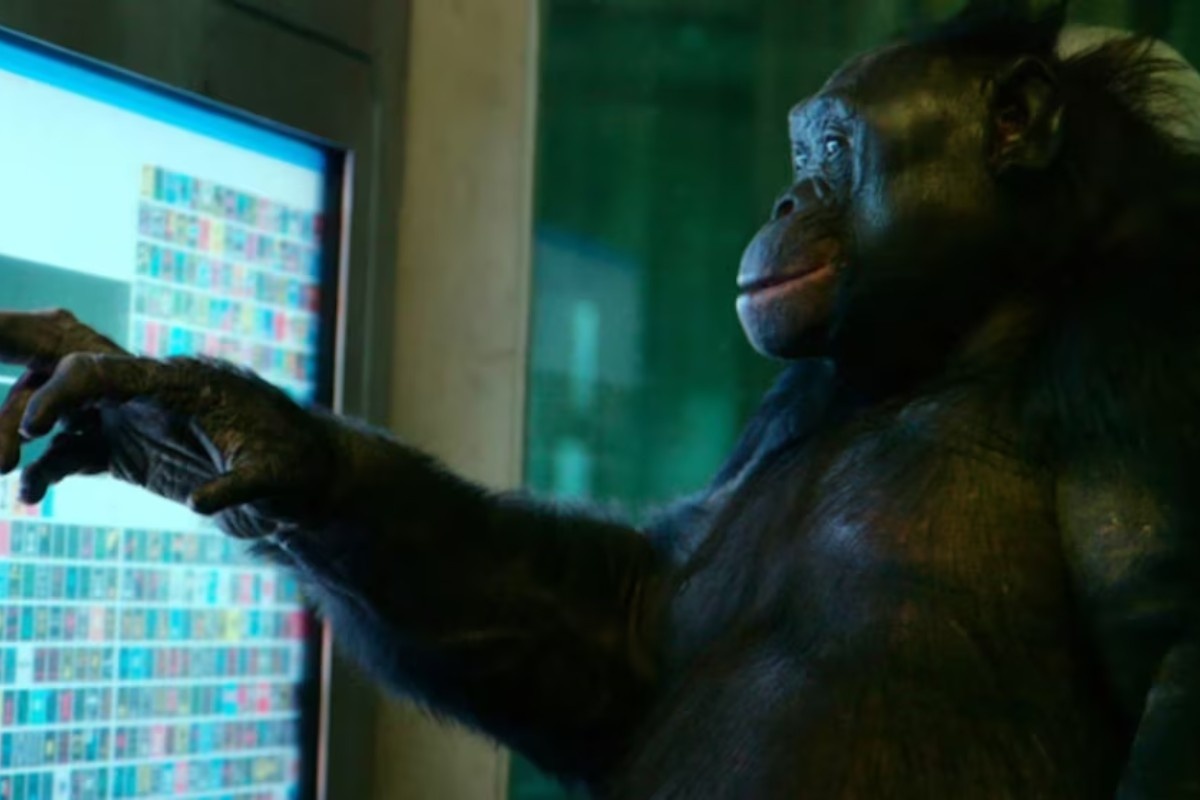 Bonobi i moć maštanja, otkriće koje ponovo ispisuje granice životinjskog uma – image 5