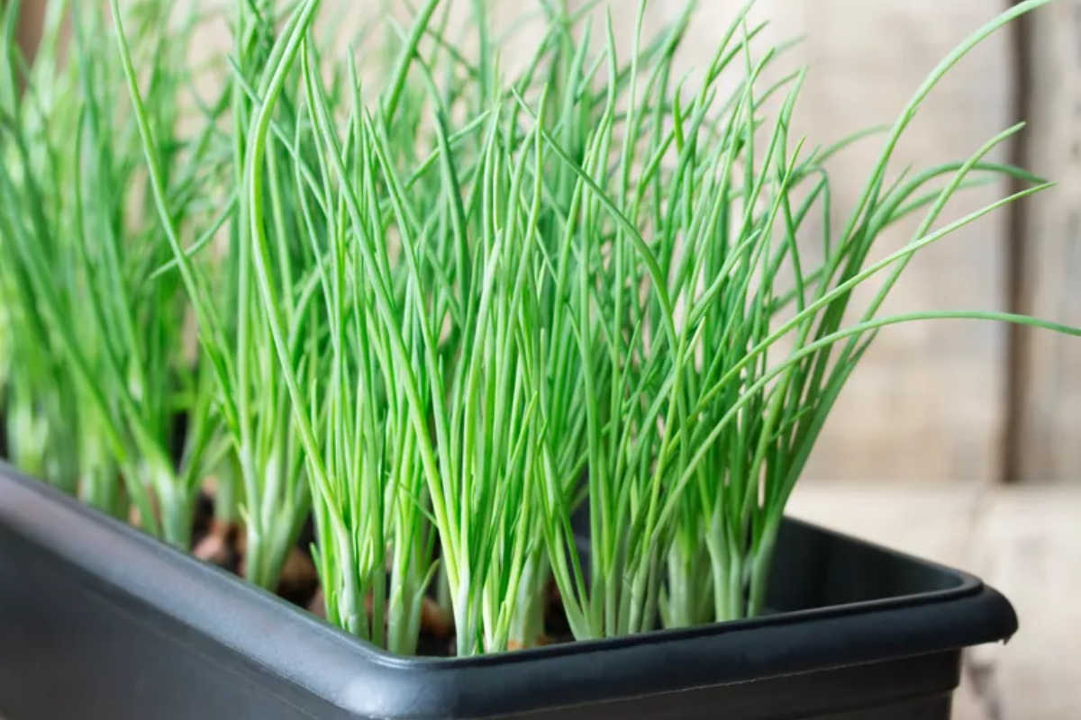 10 vrsta povrća koje treba da posadite u zatvorenom prostoru u februaru za ranu prolećnu berbu – image 5