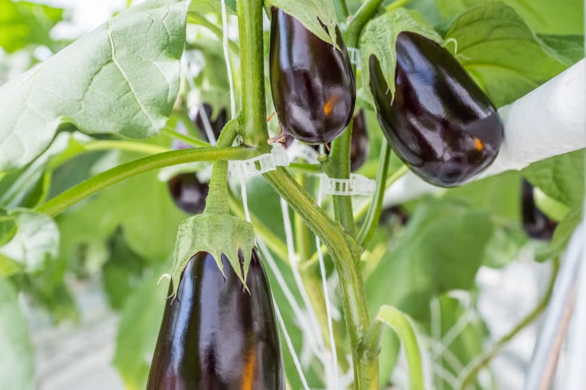 7 semena za početak u zatvorenom prostoru u februaru za prednost u proleće – image 5