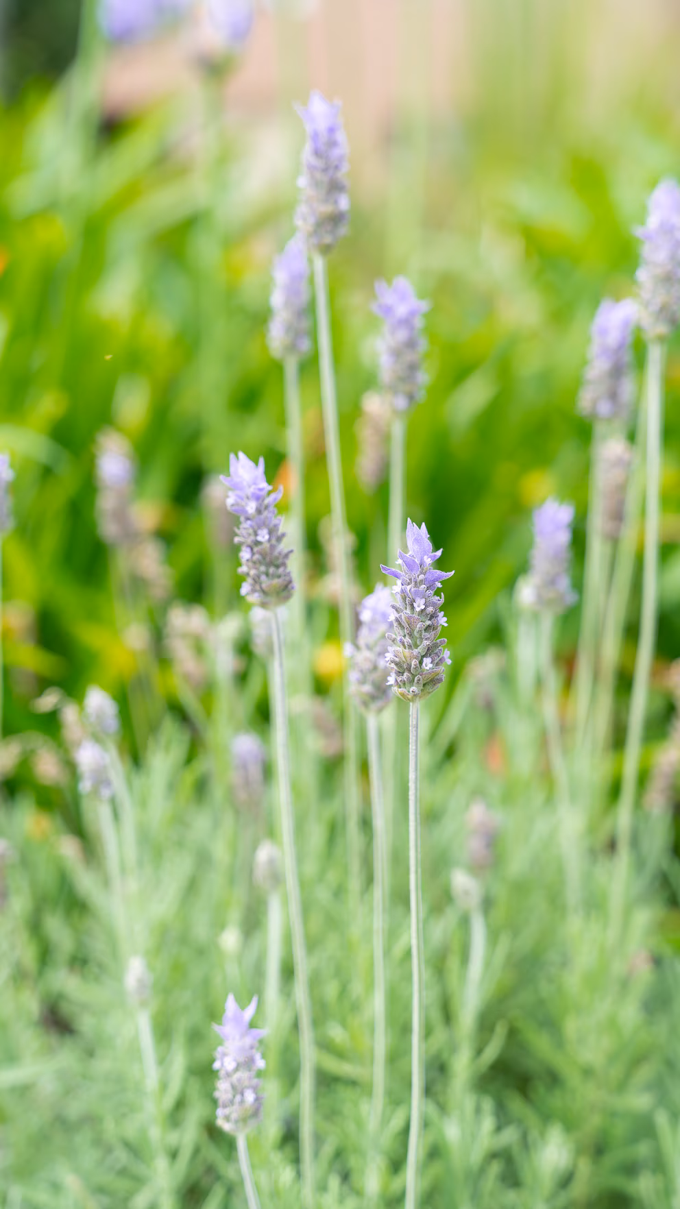 Kako aromatične biljke mogu promeniti vašu svakodnevicu kod kuće – image 6