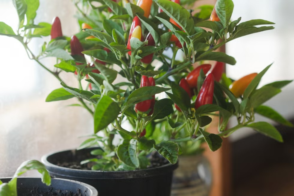 7 semena za početak u zatvorenom prostoru u februaru za prednost u proleće – image 6