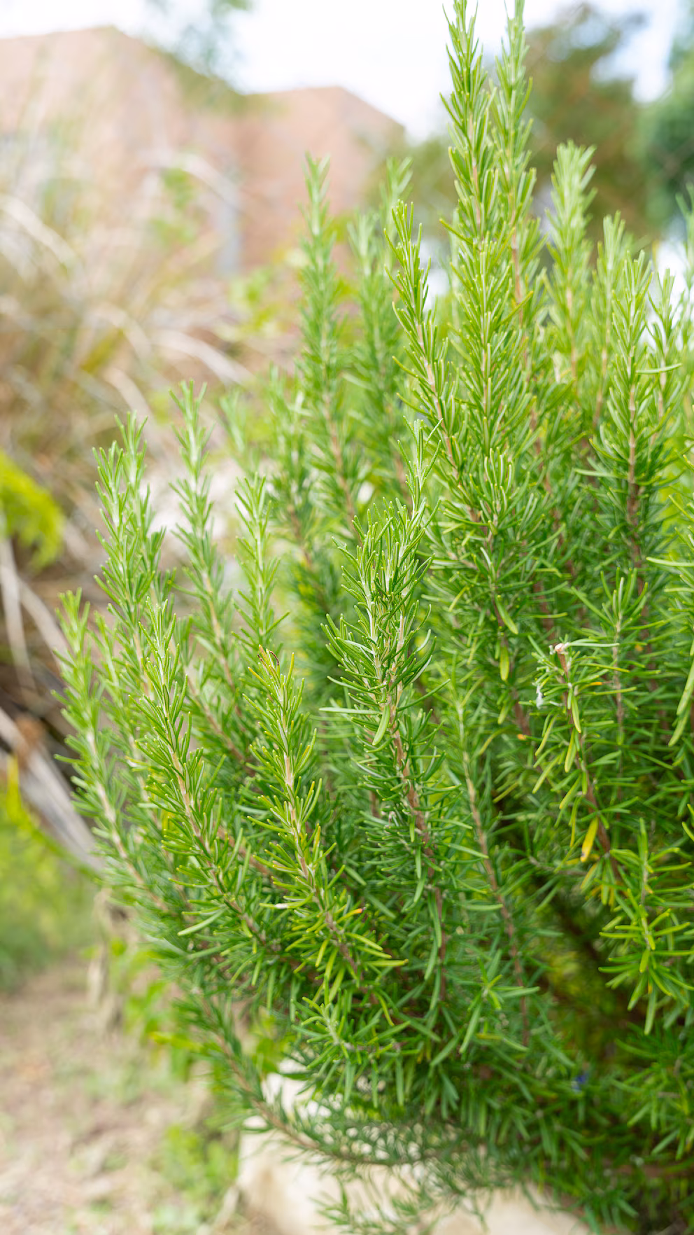 Kako aromatične biljke mogu promeniti vašu svakodnevicu kod kuće – image 7