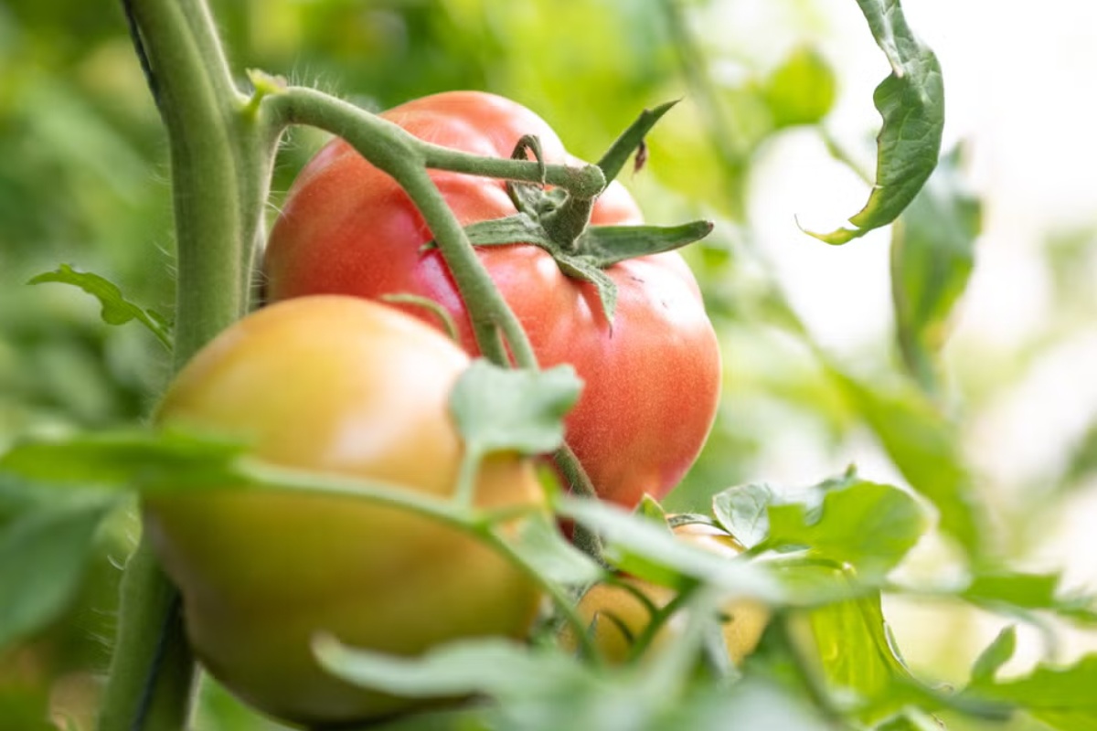 7 semena za početak u zatvorenom prostoru u februaru za prednost u proleće – image 7