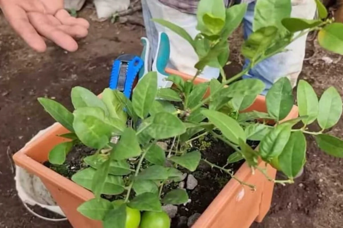 Uzgoj limuna u saksiji: Tajna stručnjaka za drvo prepuno plodova – image 1