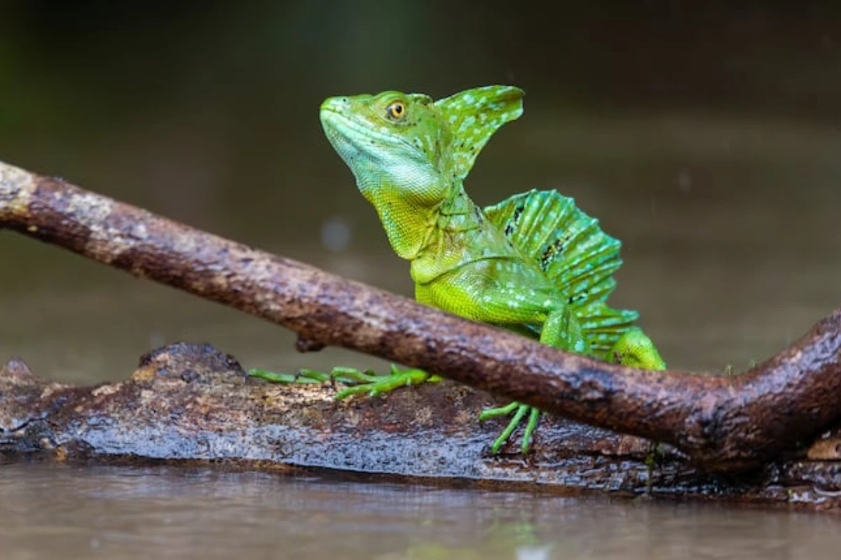 Ni iguana ni kamaleon: Koja je to jedina životinja koja može da hoda po vodi? – image 1
