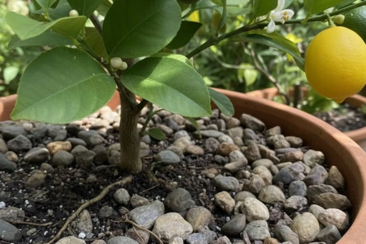 Uzgoj limuna u saksiji: Tajna stručnjaka za drvo prepuno plodova – image 2