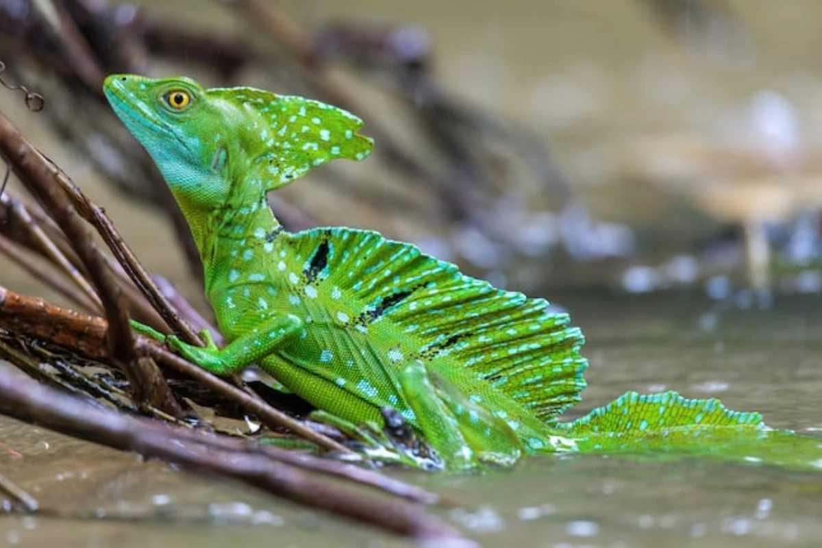 Ni iguana ni kamaleon: Koja je to jedina životinja koja može da hoda po vodi? – image 2